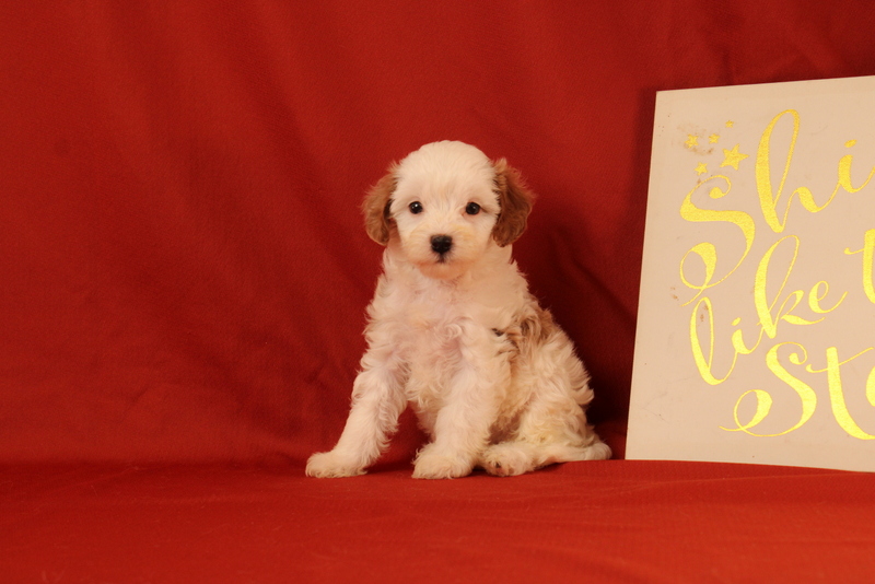 puppy, for, sale, Cavapoo, Matthew B. Stoltzfus, dog, breeder, Gap, PA, dog-breeder, puppy-for-sale, forsale, nearby, find, puppyfind, locator, puppylocator, aca